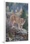 Mountain Lion-DLILLC-Framed Photographic Print