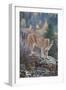 Mountain Lion-DLILLC-Framed Photographic Print