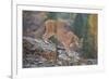 Mountain Lion-DLILLC-Framed Photographic Print