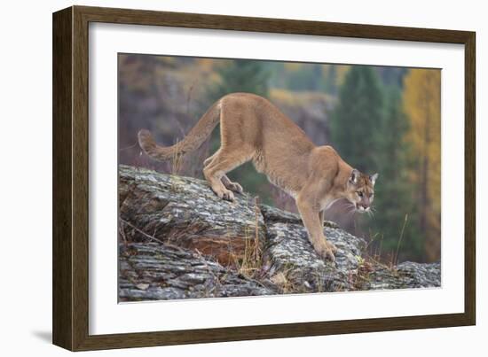 Mountain Lion-DLILLC-Framed Photographic Print