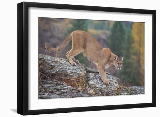 Mountain Lion-DLILLC-Framed Photographic Print