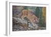 Mountain Lion-DLILLC-Framed Photographic Print