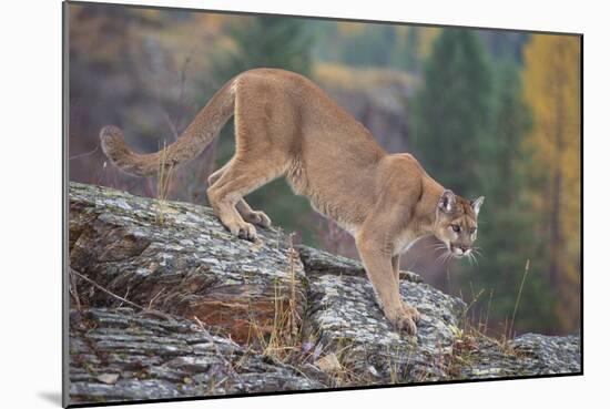 Mountain Lion-DLILLC-Mounted Photographic Print