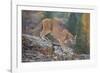 Mountain Lion-DLILLC-Framed Photographic Print