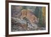 Mountain Lion-DLILLC-Framed Photographic Print