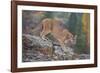 Mountain Lion-DLILLC-Framed Photographic Print