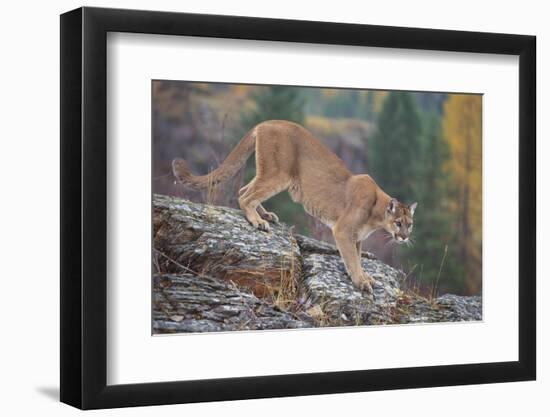 Mountain Lion-DLILLC-Framed Photographic Print