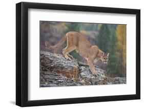 Mountain Lion-DLILLC-Framed Photographic Print