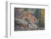 Mountain Lion-DLILLC-Framed Photographic Print