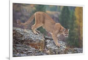 Mountain Lion-DLILLC-Framed Photographic Print