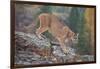 Mountain Lion-DLILLC-Framed Photographic Print