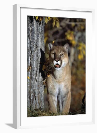 Mountain Lion-null-Framed Photographic Print