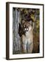 Mountain Lion-null-Framed Photographic Print