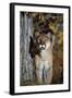 Mountain Lion-null-Framed Photographic Print