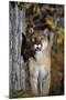 Mountain Lion-null-Mounted Photographic Print