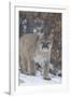 Mountain Lion-null-Framed Photographic Print