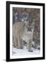 Mountain Lion-null-Framed Photographic Print