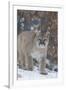 Mountain Lion-null-Framed Photographic Print