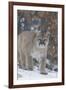 Mountain Lion-null-Framed Photographic Print