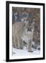 Mountain Lion-null-Framed Photographic Print