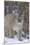 Mountain Lion-null-Mounted Photographic Print