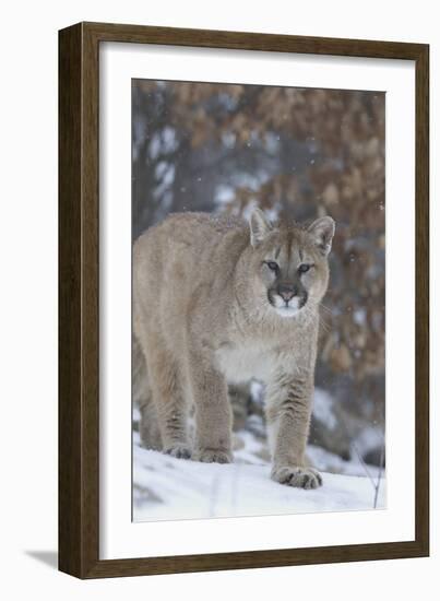 Mountain Lion-null-Framed Photographic Print