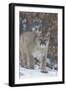 Mountain Lion-null-Framed Photographic Print