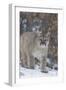 Mountain Lion-null-Framed Photographic Print