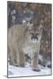 Mountain Lion-null-Mounted Photographic Print