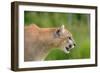 Mountain Lion-null-Framed Photographic Print