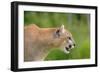 Mountain Lion-null-Framed Photographic Print