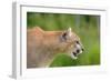 Mountain Lion-null-Framed Photographic Print