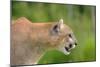 Mountain Lion-null-Mounted Photographic Print