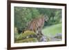 Mountain Lion-Lantern Press-Framed Premium Giclee Print