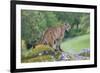 Mountain Lion-Lantern Press-Framed Premium Giclee Print