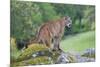 Mountain Lion-Lantern Press-Mounted Premium Giclee Print