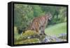 Mountain Lion-Lantern Press-Framed Stretched Canvas