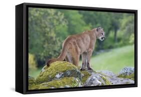 Mountain Lion-Lantern Press-Framed Stretched Canvas