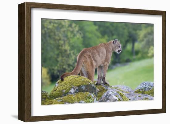 Mountain Lion-Lantern Press-Framed Art Print