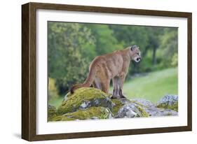 Mountain Lion-Lantern Press-Framed Art Print