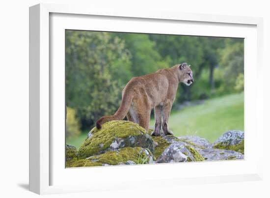 Mountain Lion-Lantern Press-Framed Art Print