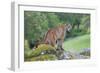 Mountain Lion-Lantern Press-Framed Art Print