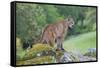 Mountain Lion-Lantern Press-Framed Stretched Canvas