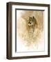 Mountain Lion-null-Framed Giclee Print