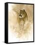 Mountain Lion-null-Framed Stretched Canvas