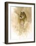 Mountain Lion-null-Framed Giclee Print