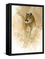 Mountain Lion-null-Framed Stretched Canvas