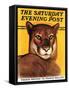 "Mountain Lions," Saturday Evening Post Cover, September 25, 1937-August Schombrug-Framed Stretched Canvas