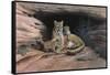 Mountain Lions-Harro Maass-Framed Stretched Canvas