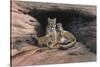 Mountain Lions-Harro Maass-Stretched Canvas